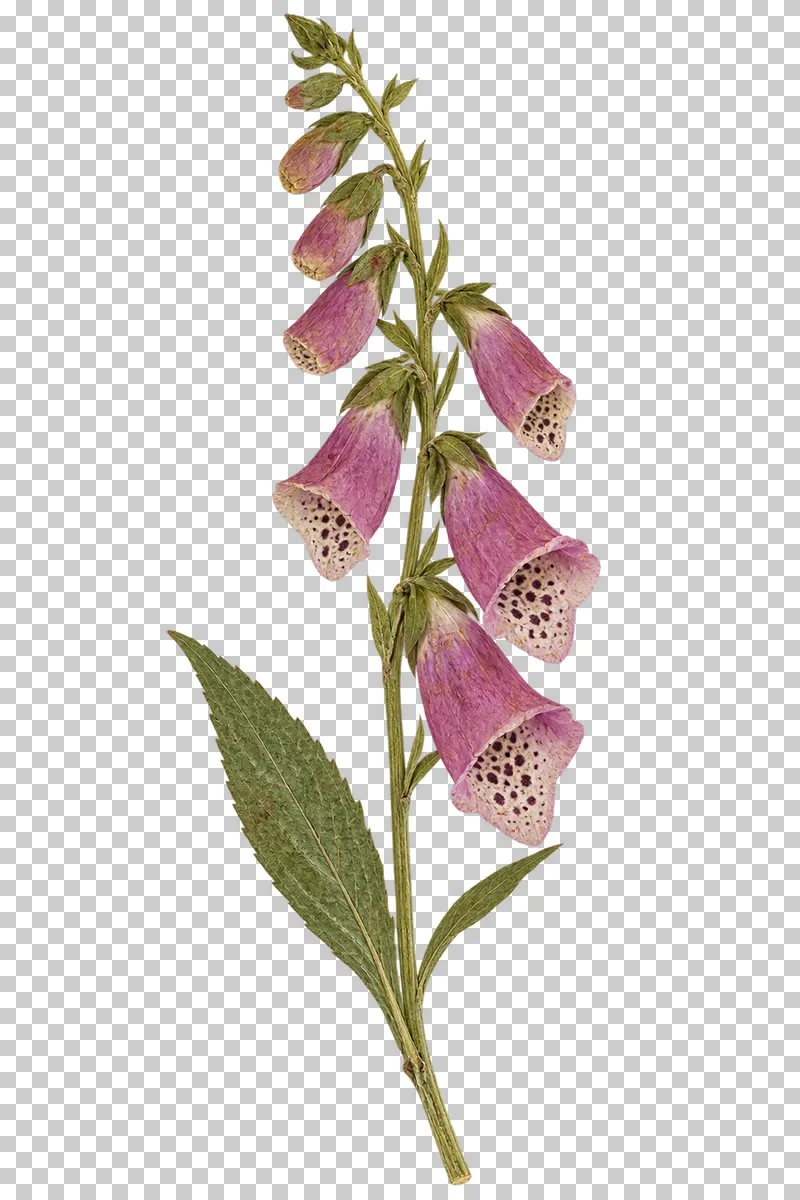 A pressed foxglove stem with pink-purple tubular bells, cream throats with dark spots, buds and a long green leaf.