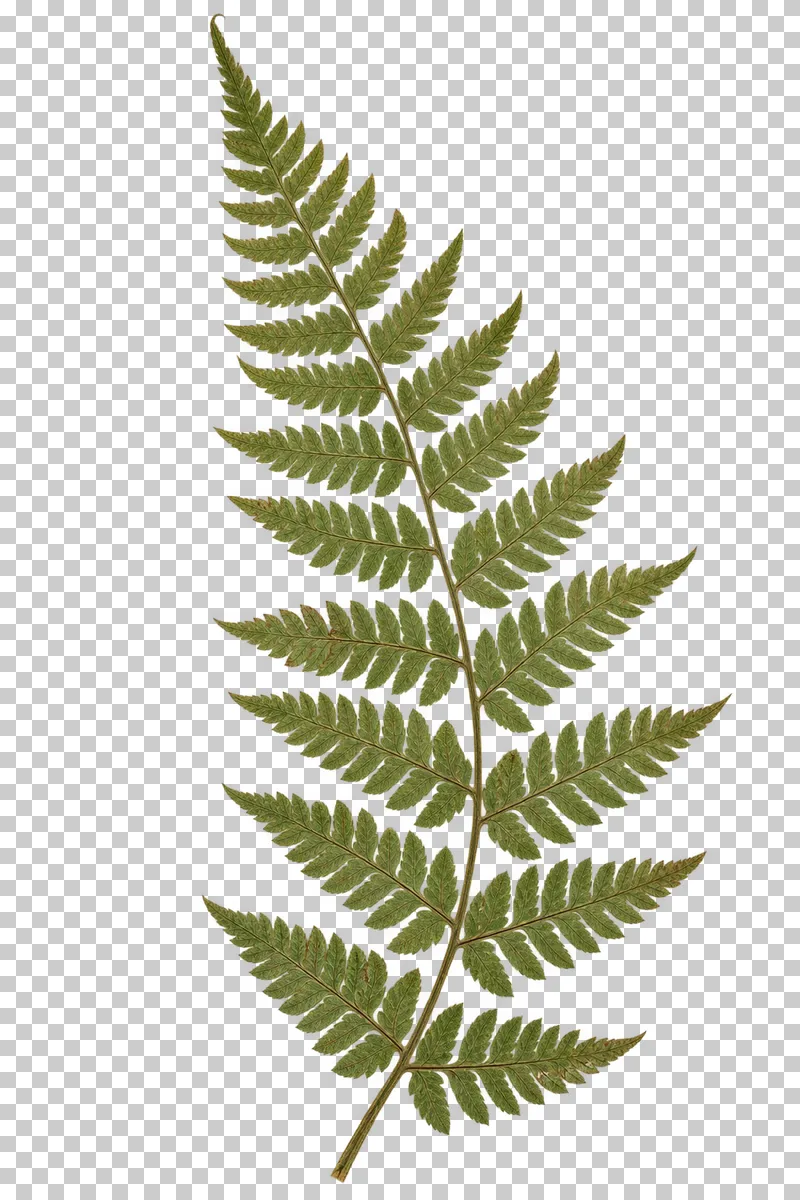 A complete pressed green fern frond with divided leaflets, a gently curving stem and fine brownish edges.
