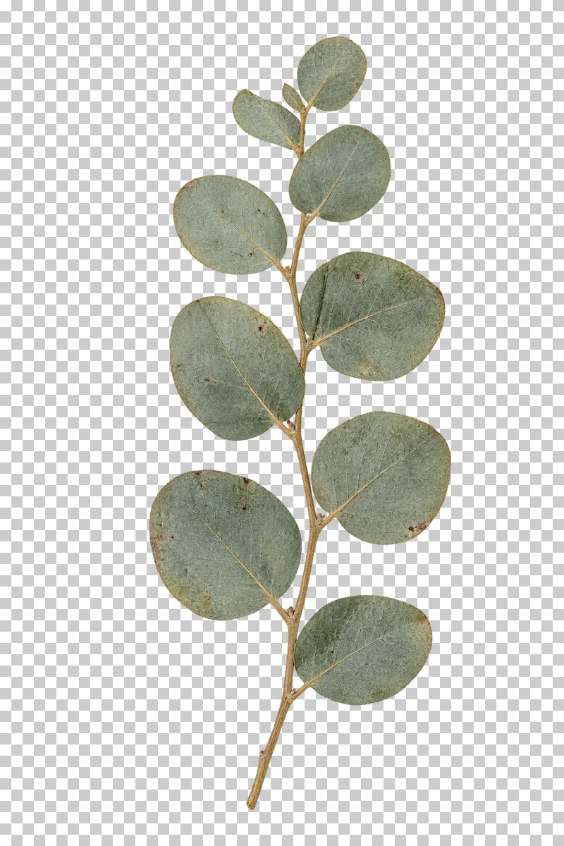 A pressed eucalyptus sprig with rounded silvery blue-green leaves, natural drying marks and a delicate woody stem.