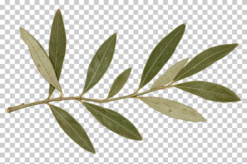 A horizontal pressed olive branch with narrow grey-green leaves and several pale leaf undersides.