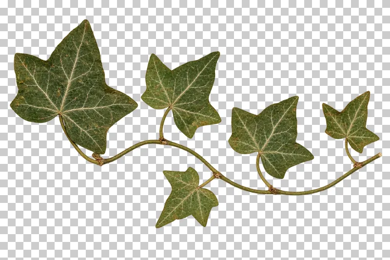 A winding horizontal pressed ivy vine with five angular lobed green leaves and pale veins.