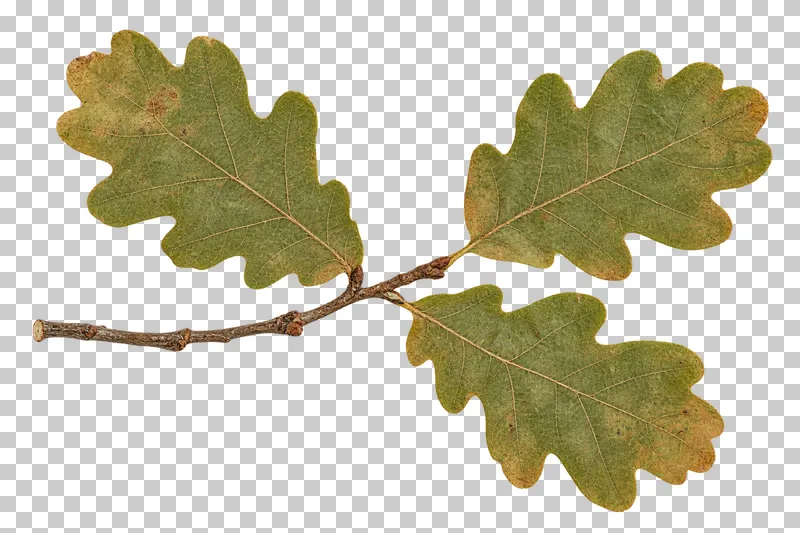 A horizontal pressed oak twig with three rounded lobed leaves showing green and ochre drying marks.