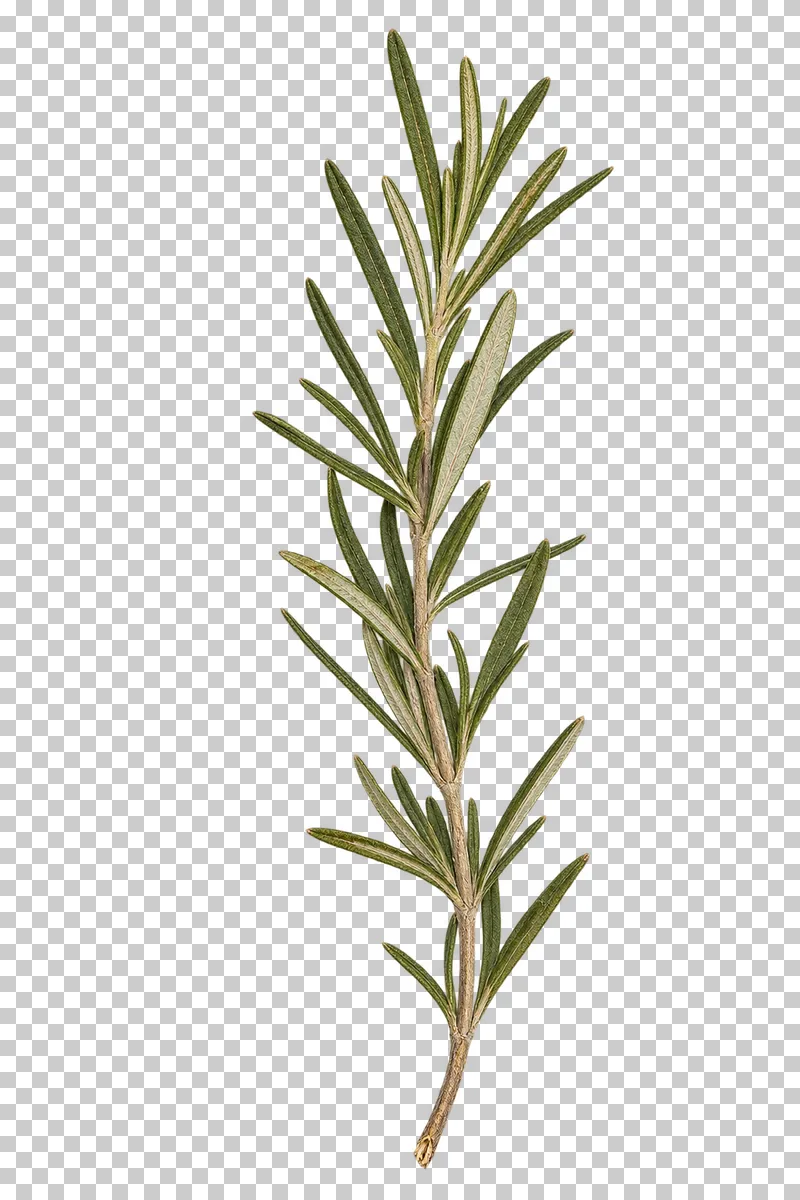 A pressed rosemary sprig with a thin woody stem and many narrow green leaves with pale undersides.