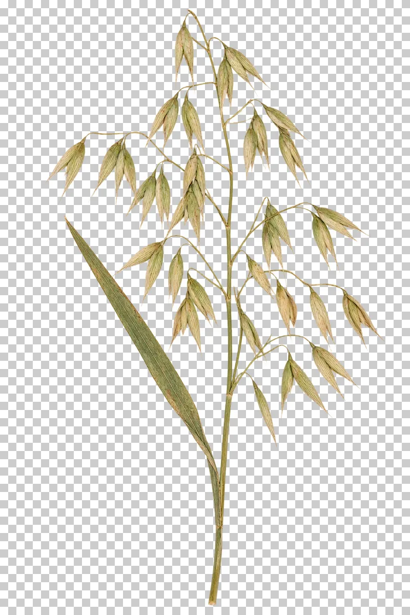 A pressed oat panicle with loose hanging straw-colored and green spikelets, fine branching stems and one blade leaf.