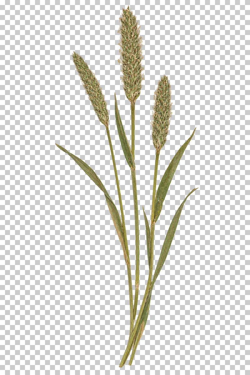 Three pressed timothy grass stems with cylindrical green and straw-colored seed heads at different heights and narrow blades.