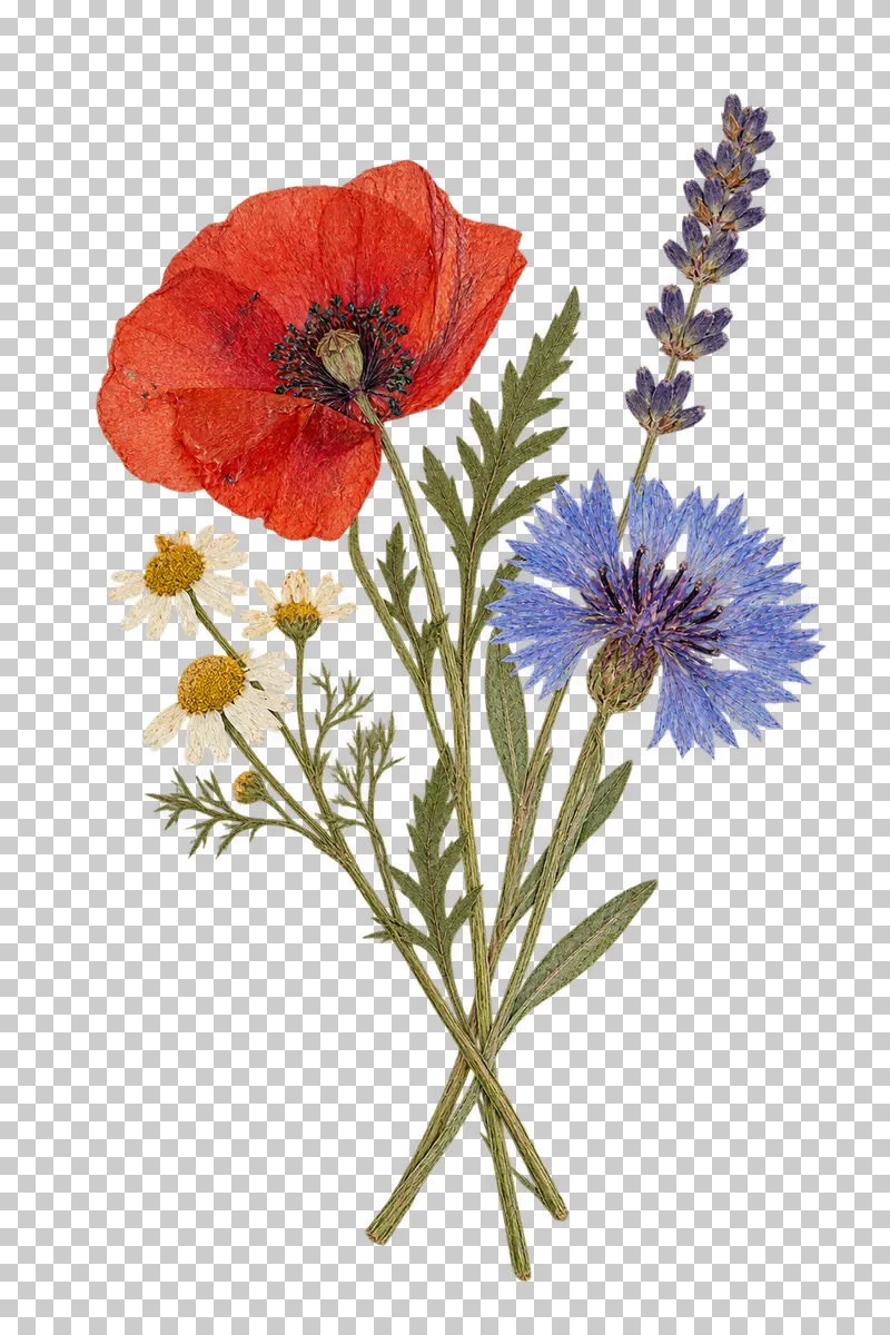 A small pressed botanical bouquet of scarlet poppy, blue cornflower, white chamomile and purple lavender with crossed bare stems.
