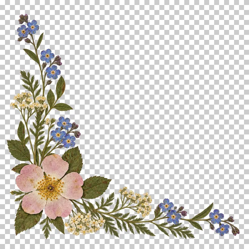 An asymmetric pressed botanical corner of blue forget-me-nots, a blush rose, ivory yarrow and green leaves along the lower and left edges, leaving the center and upper right open.
