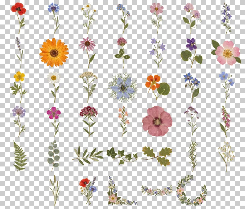 Pressed Botanicals PNG Collection: all 40 elements in one grid