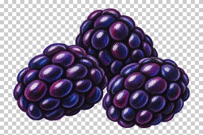 Three deep purple blackberries with plump drupelets and violet pastel highlights.