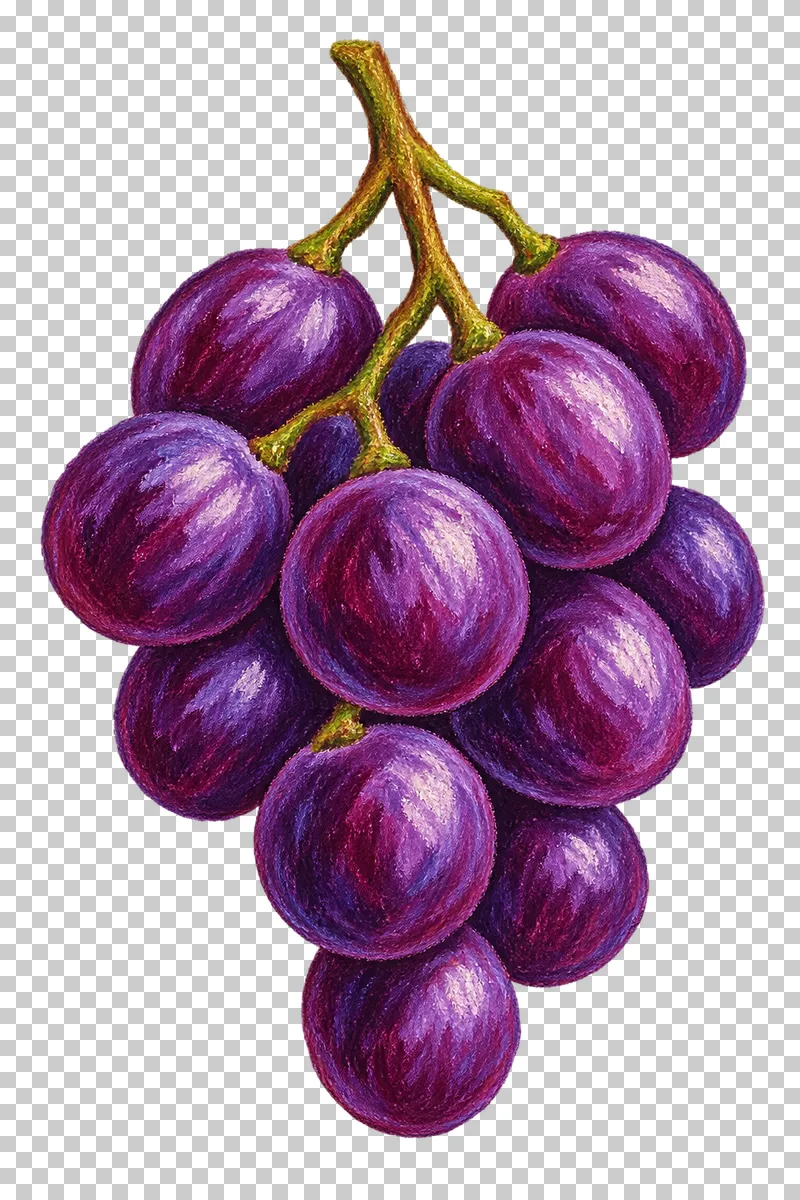 A hanging bunch of purple grapes with a branching green-brown stem.