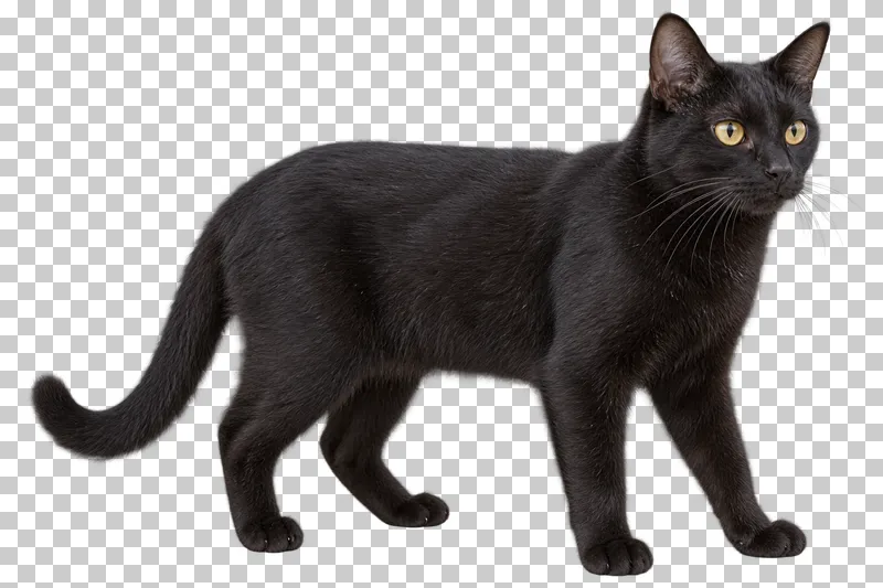 Adult solid black cat, short coat, lean build, standing side view with face slightly turned.