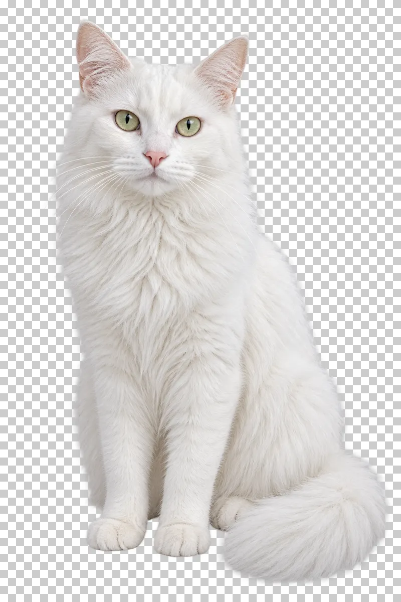 Adult white cat, long coat, tall seated pose with complete fluffy tail.