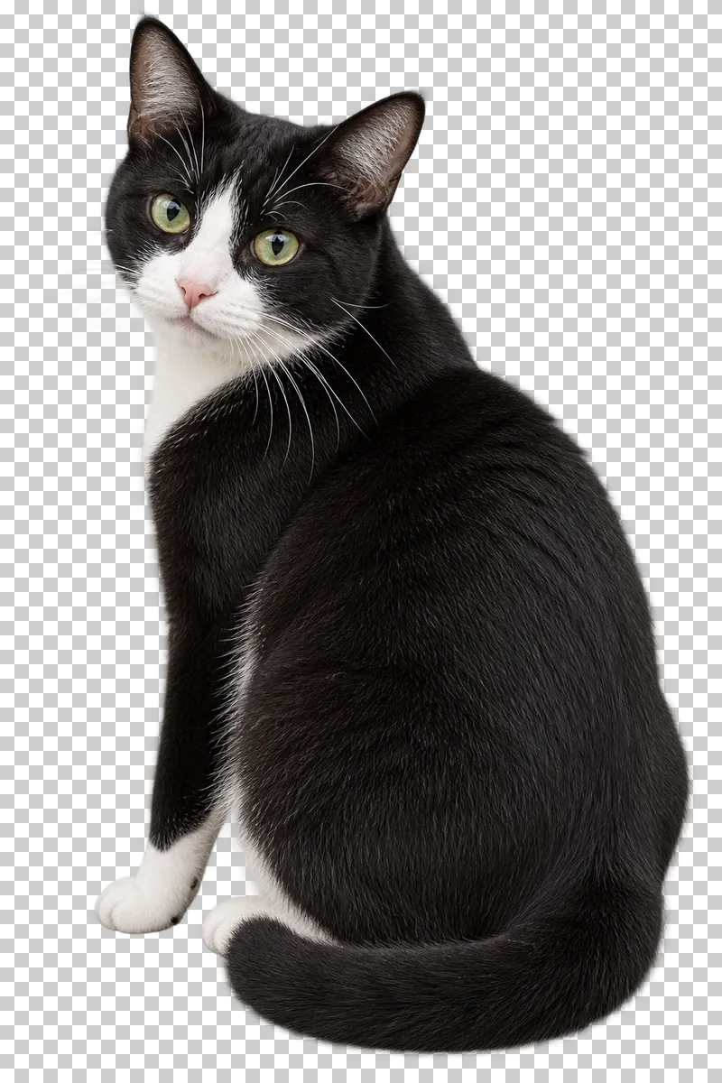 Adult black-and-white tuxedo cat, short coat, seated with back three-quarter to camera and looking over shoulder.