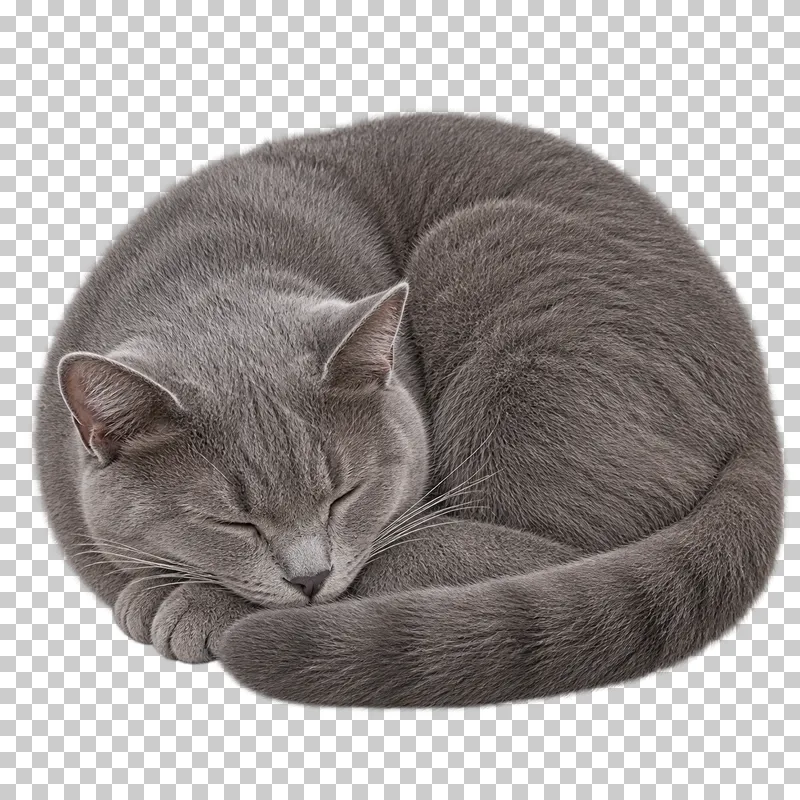 Adult solid blue-gray cat, short dense coat, rounded build, curled up asleep.