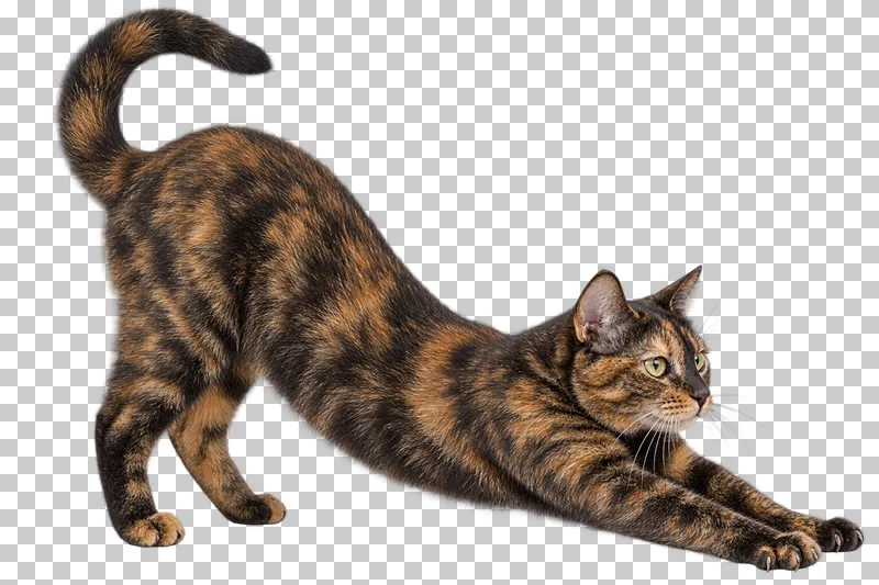 Adult black-and-ginger tortoiseshell, short coat, lean build, forward stretch with forelegs extended and hindquarters raised.
