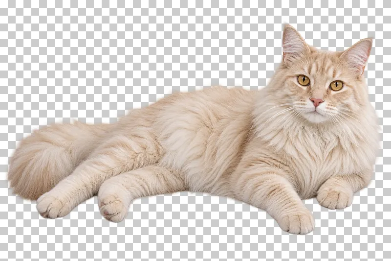 Adult pale cream cat, long coat, large build, lying on its side with relaxed extended hind legs.