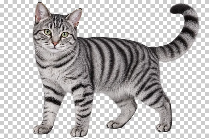 Adult silver tabby, short coat, athletic build, standing three-quarter view with tail gently arched.