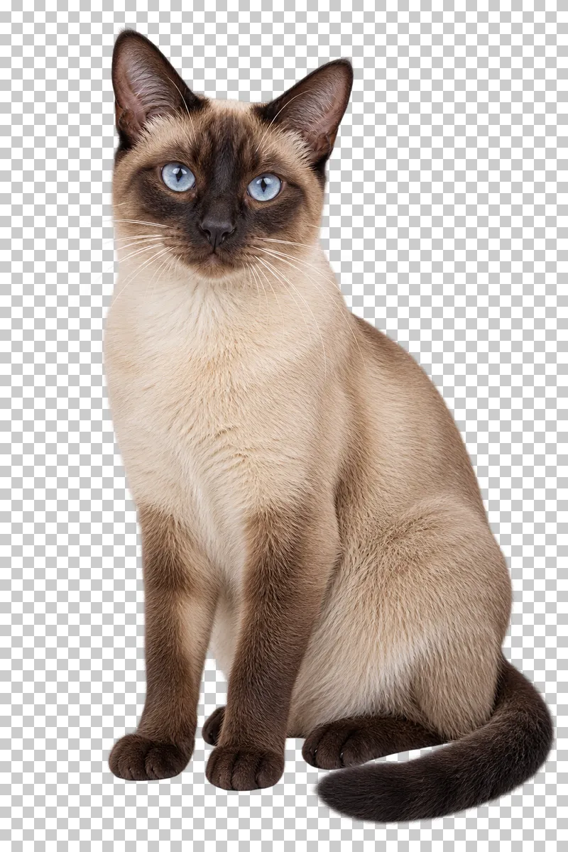Adult seal-point domestic cat, short coat, slender build, sitting upright with natural blue eyes.