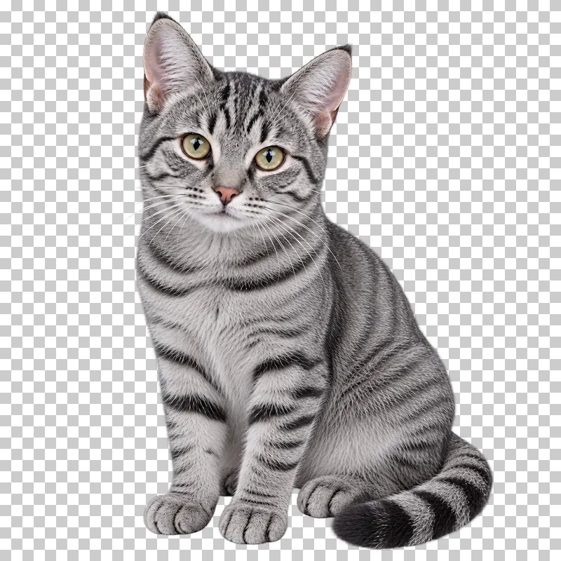Four-month-old gray tabby kitten, short coat, small build, compact seated pose with age-appropriate natural eyes.