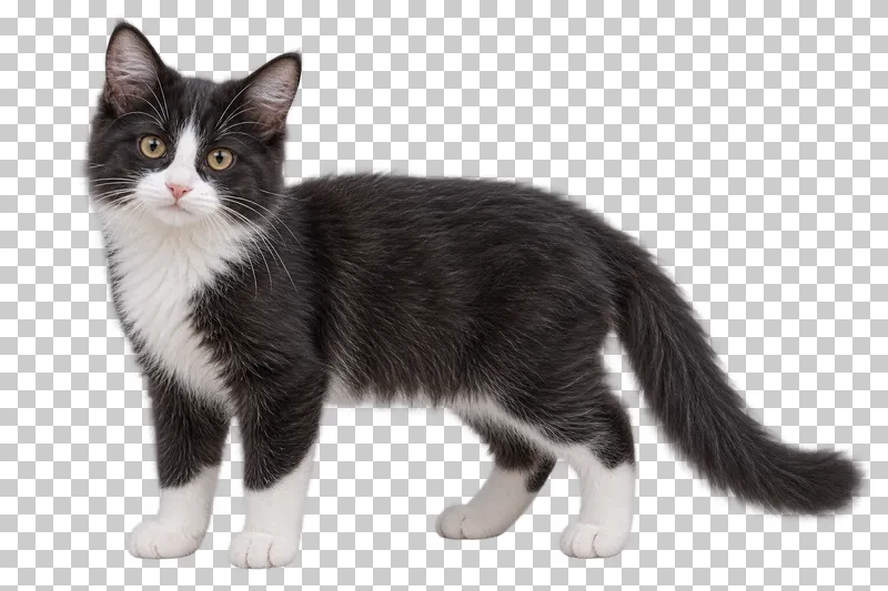 Five-month-old black-and-white kitten, medium coat, slim growing build, standing in profile with lowered fully visible tail.