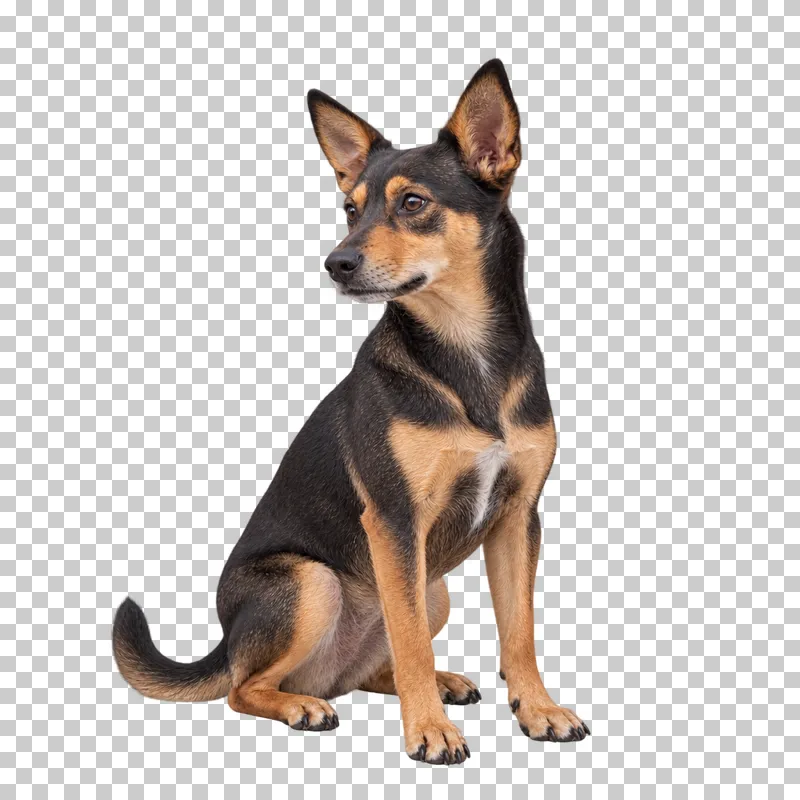 Small adult mixed breed, short black-and-tan coat, upright ears, narrow muzzle. Sitting, three-quarter left, gaze left.