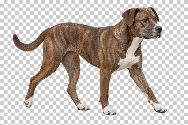 Medium adult mixed breed, short brindle coat and white chest, floppy ears, broad muzzle. Calm walk right, gaze right.