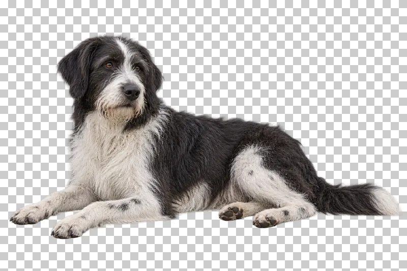 Large adult mixed breed, long shaggy black-and-white coat, dropped ears, long muzzle. Lying with head raised, body right, gaze left of camera.