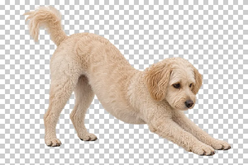Small adult mixed breed, cream curly coat, floppy ears, medium muzzle. Front-leg stretch toward right, gaze slightly downward right.