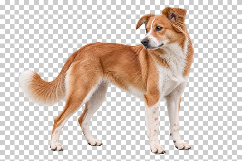 Medium adult mixed breed, medium-length red-and-white coat, semi-pricked ears, tapered muzzle. Standing facing right, looking back over left shoulder.