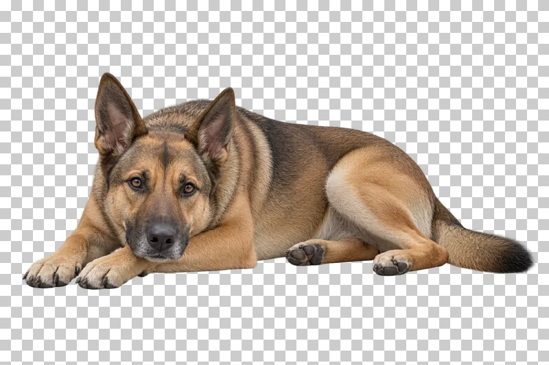 Large adult mixed breed, short sable coat, upright ears, broad muzzle. Resting with head on paws, three-quarter left, gaze toward camera.