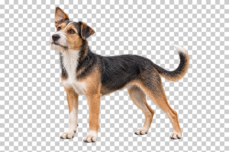 Small adult mixed breed, tricolor wiry coat, asymmetric ears, bearded muzzle. Standing facing left, gaze slightly upward left.