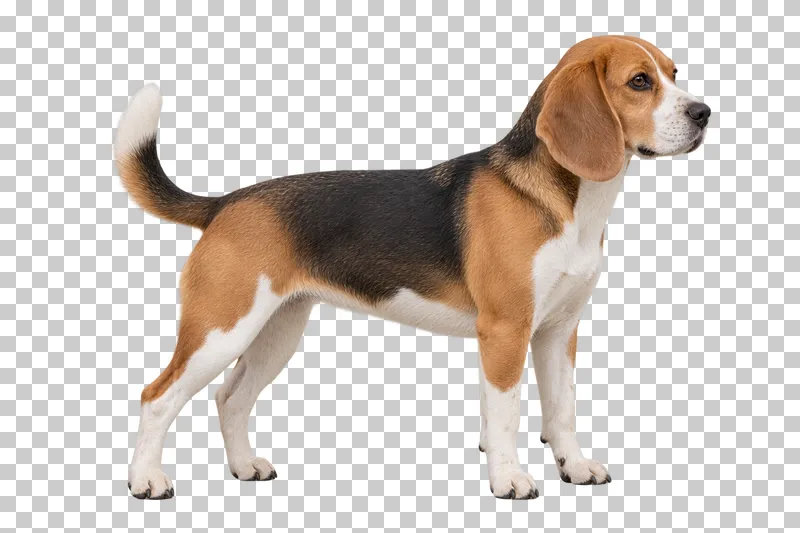 Medium adult Beagle, short tricolor coat, long drooping ears, rounded muzzle. Standing in right profile, gaze forward right.
