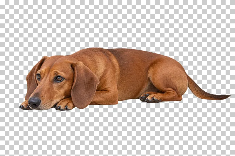 Small adult Dachshund, short red coat, long floppy ears, elongated muzzle, natural long tail. Resting with head on paws, body and gaze left.
