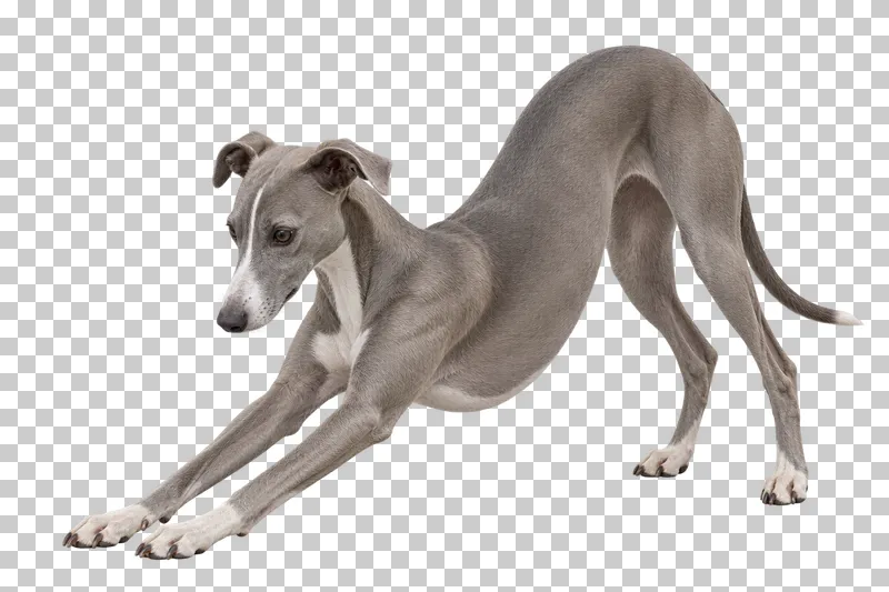 Medium adult Whippet, short blue-gray coat, rose ears, long narrow muzzle, natural slim anatomy. Front-leg stretch toward left, gaze down left.