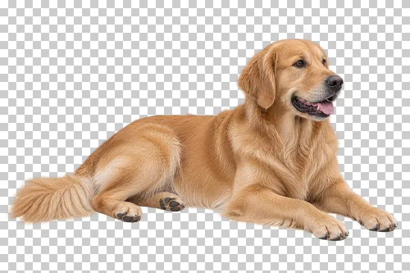 Large adult Golden Retriever, long golden coat, floppy ears, broad gentle muzzle. Lying with head raised, body left, gaze right.