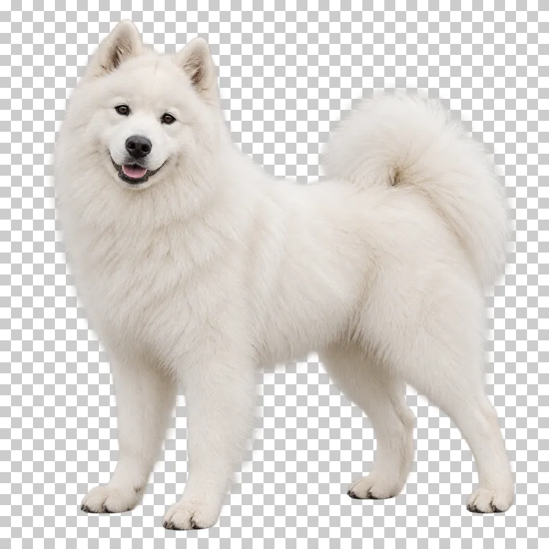 Large adult Samoyed, long dense white coat, upright ears, wedge-shaped muzzle, curled tail fully visible. Standing in three-quarter left view, gaze toward camera.
