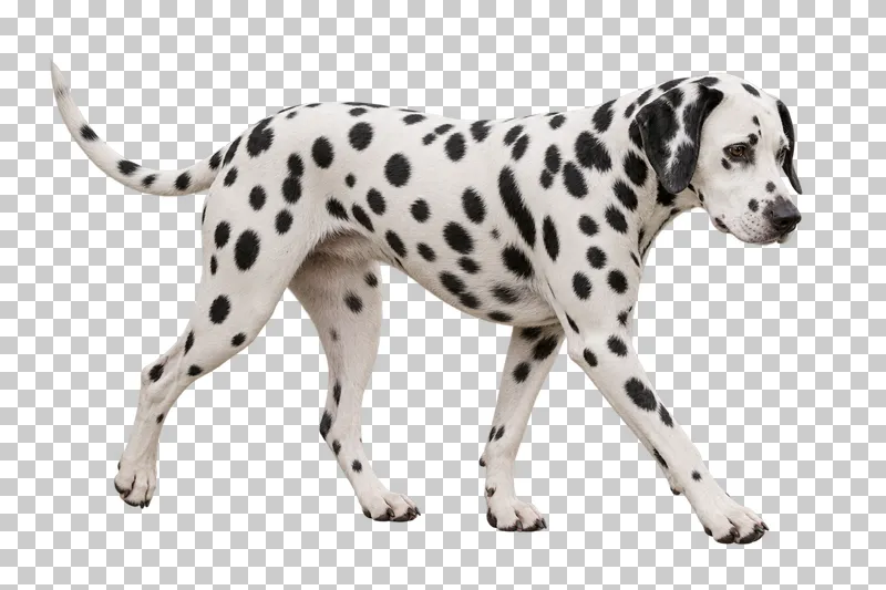 Large adult Dalmatian, short white coat with irregular black spots, floppy ears, long muzzle. Calm walk right, gaze slightly downward right.
