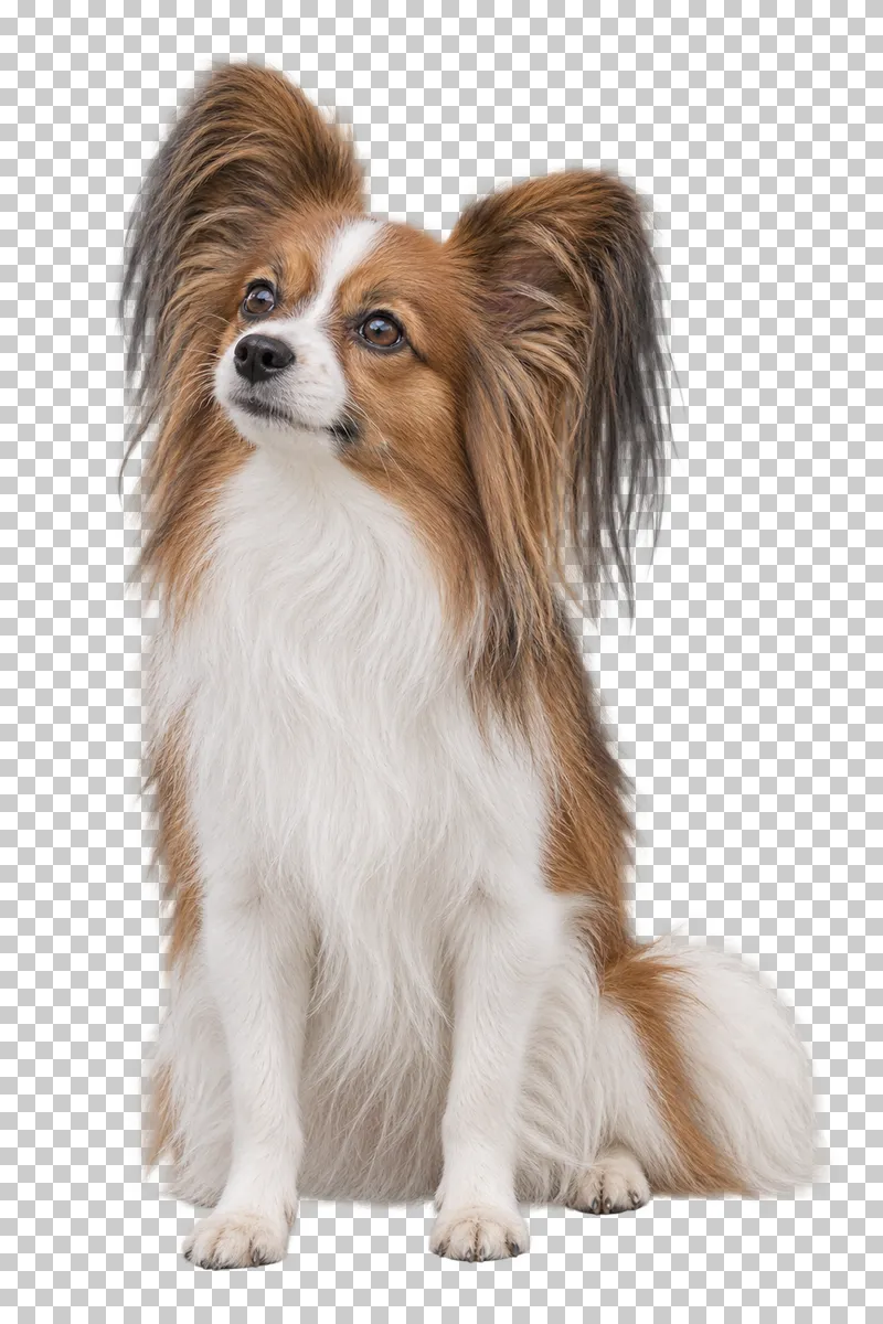 Small adult Papillon, long sable-and-white coat, fringed upright ears, fine tapered muzzle. Sitting frontally, gaze upward left.
