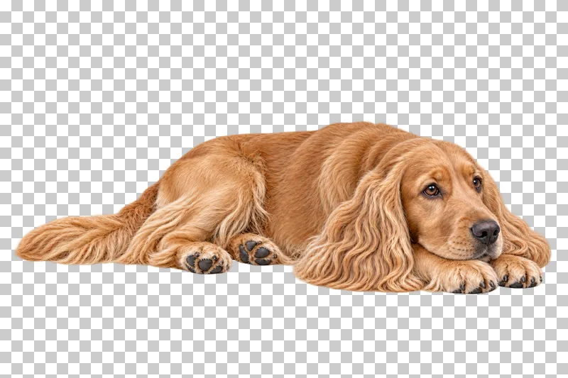 Medium adult English Cocker Spaniel, silky golden coat, long pendulous ears, broad muzzle, undocked tail. Resting with head on paws, three-quarter right, gaze forward right.