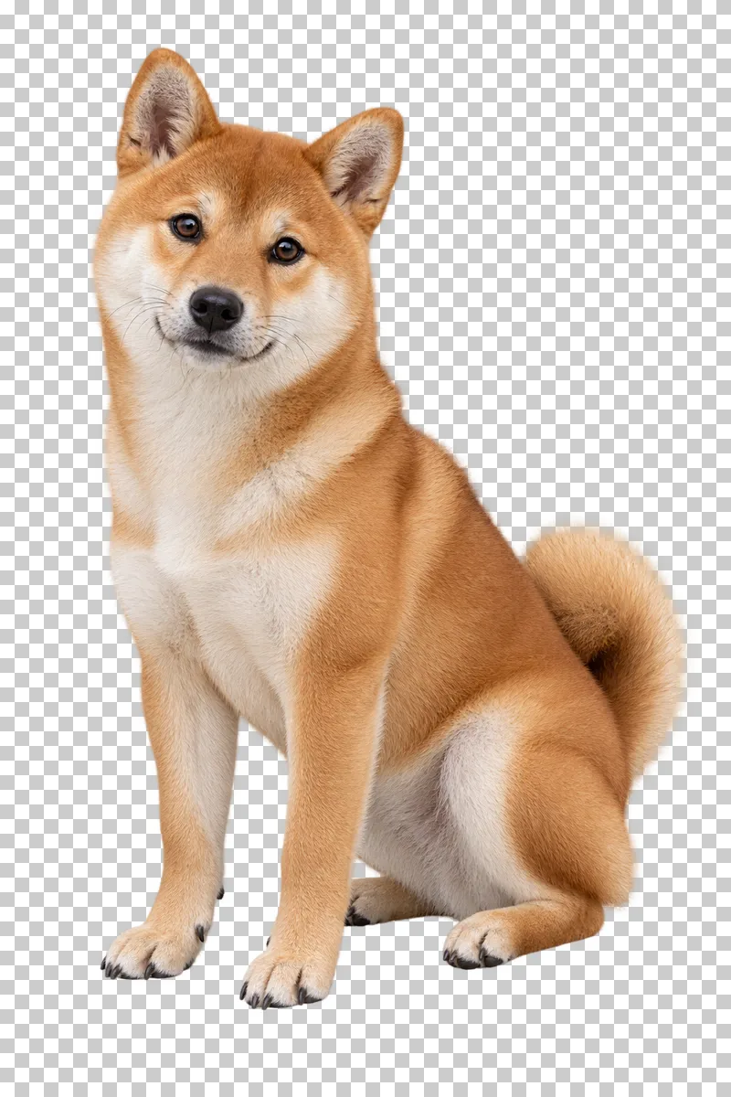 Small Shiba Inu puppy, plush red-and-cream coat, small upright ears, proportionate short muzzle, visible curled tail. Sitting in three-quarter left view, gaze toward camera.