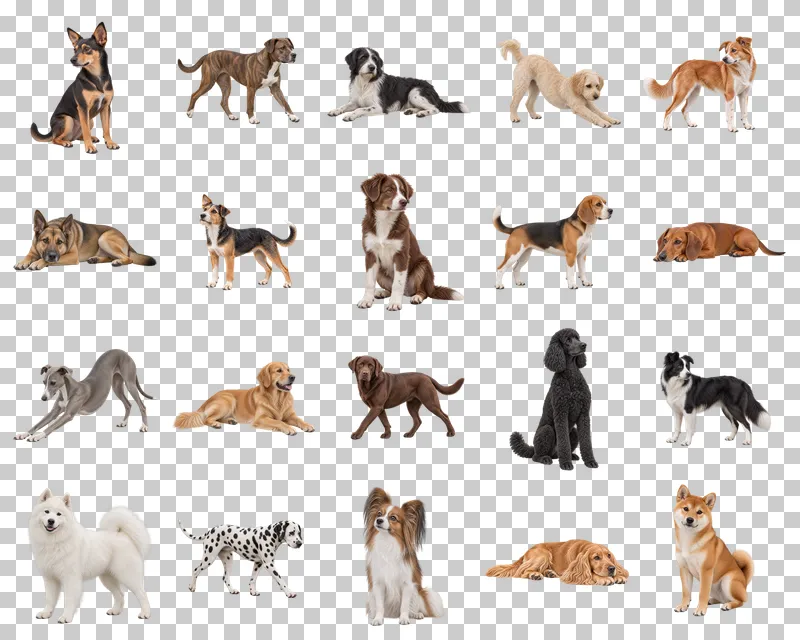 Domestic Dogs Photo PNG Collection: all 20 elements in one grid