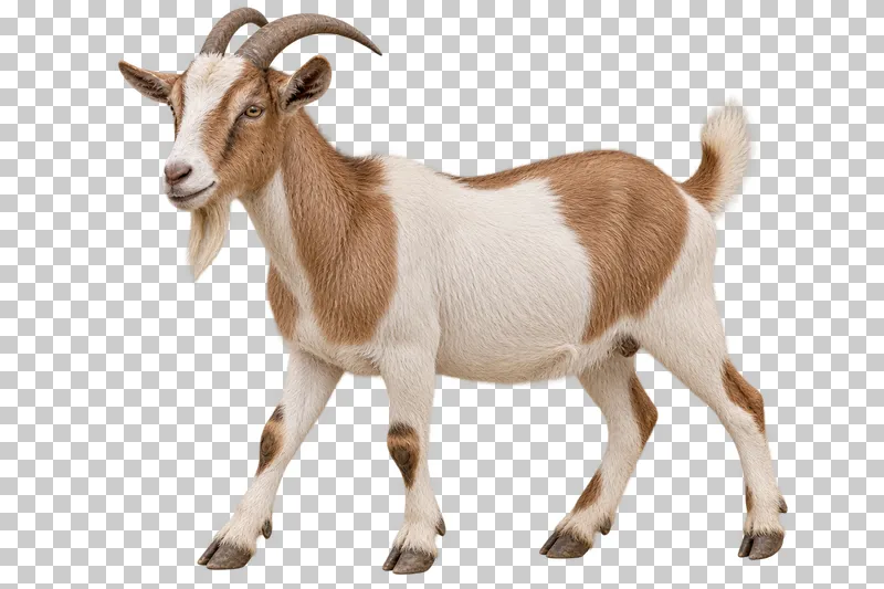 A tan-and-white horned goat taking a calm step to the left.
