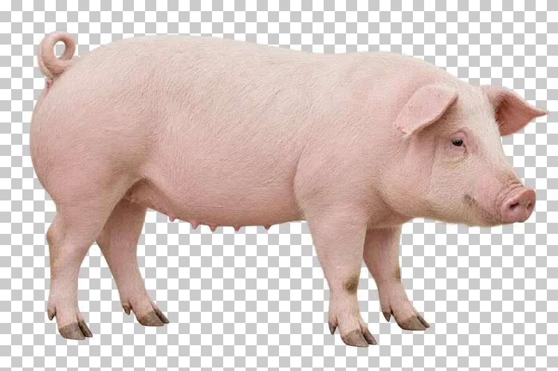 A pale pink adult pig standing with visible bristles and a curled tail.