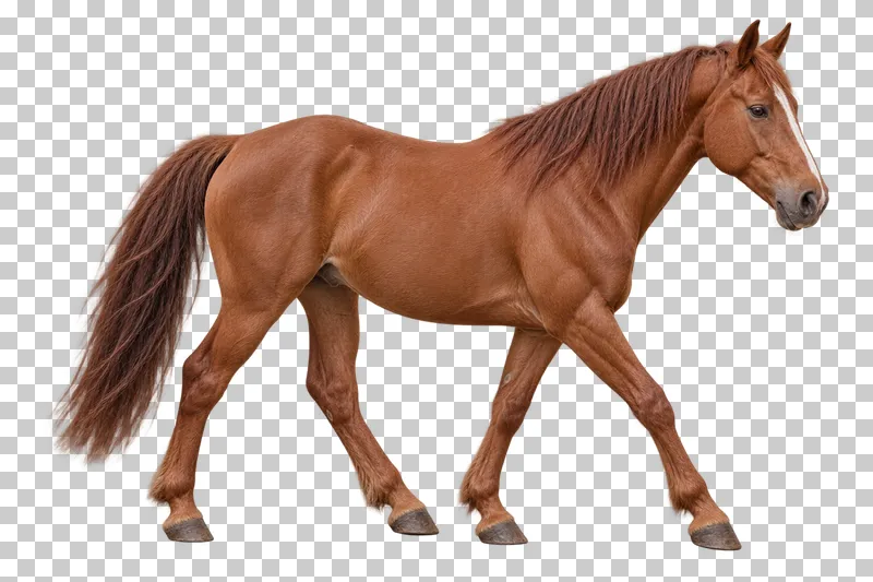 A chestnut horse with a long mane and tail walking calmly to the right.