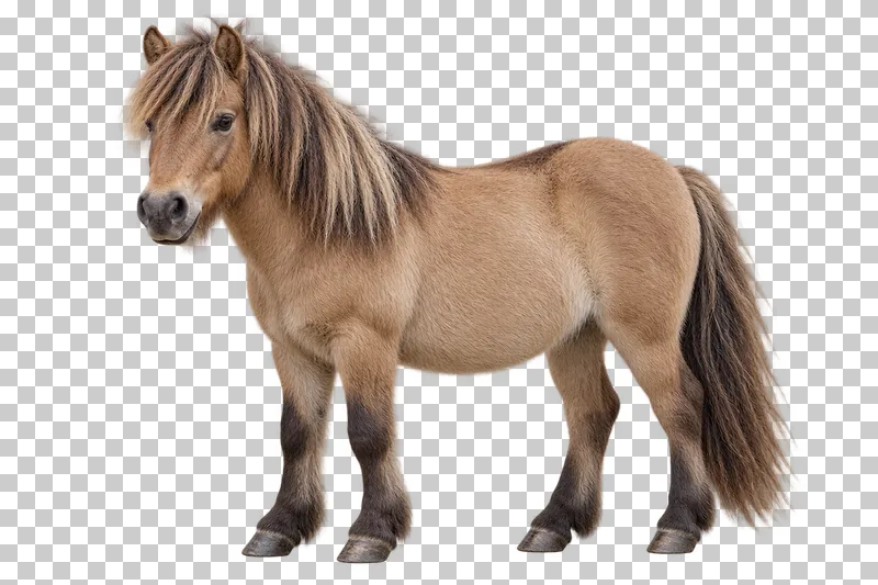 A stocky dun pony standing with a shaggy mane and long tail.