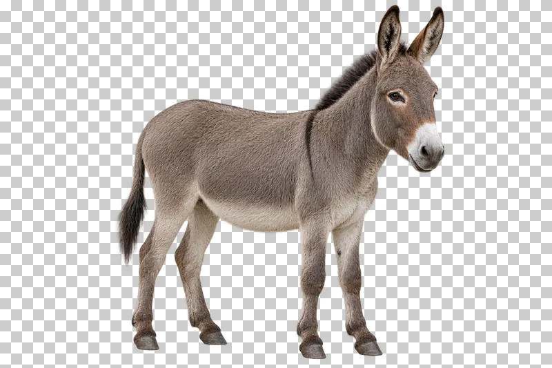 A gray donkey standing with long upright ears and a pale muzzle.