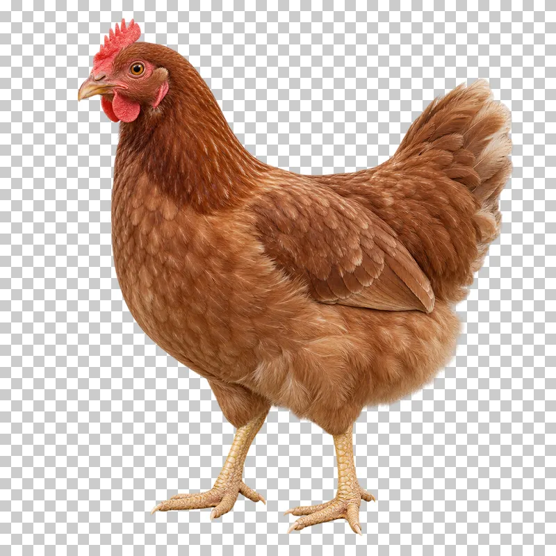 A reddish-brown hen standing with detailed feathers and visible toes.