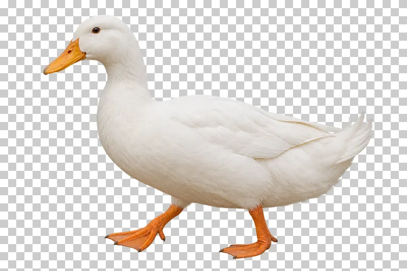 A white duck taking a small step with orange webbed feet.