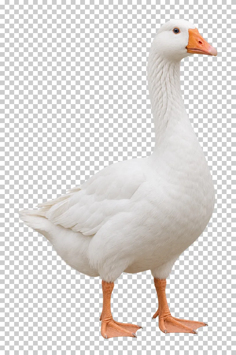 A white goose standing with an extended neck and orange webbed feet.