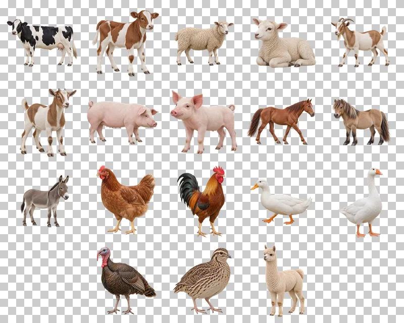 Farm Animals Photo PNG Collection: all 18 elements in one grid